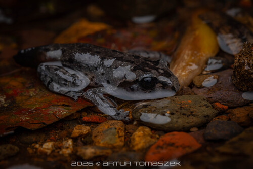 Hasselt's Toad