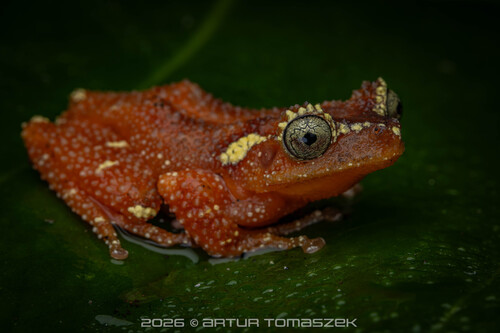 Pearly Tree Frog
