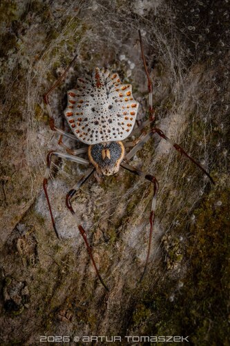 Ornamental Tree Trunk Spider