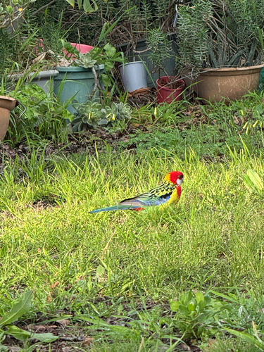 Eastern Rosella