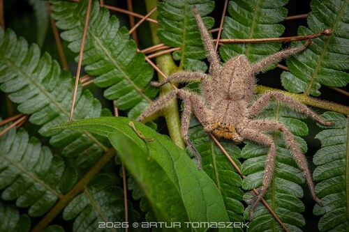 Heteropoda javana