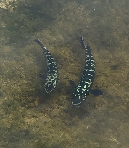 Giant Snakehead