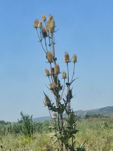 cutleaf teasel