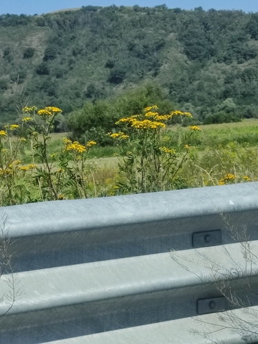 tansy