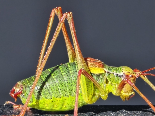 Eastern Saw-tailed Bush-cricket