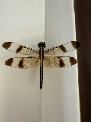 Pied Paddy Skimmer
