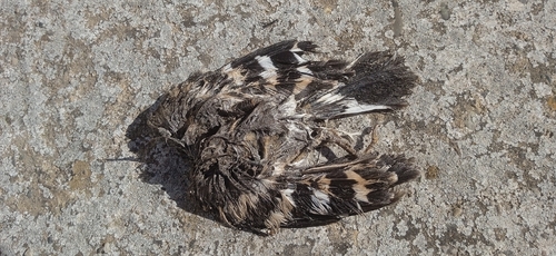 Common Hoopoe