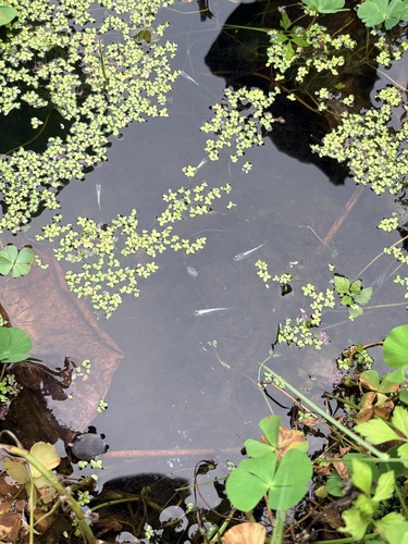 Japanese Ricefish
