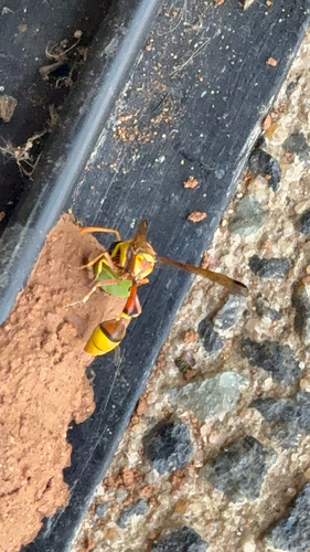 Okinawa Mud Wasp