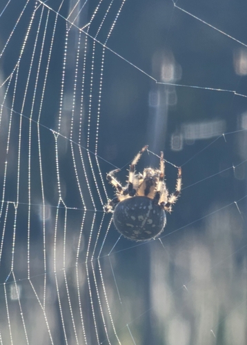 Four-spot Orbweaver