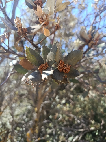 sweet acorn oak