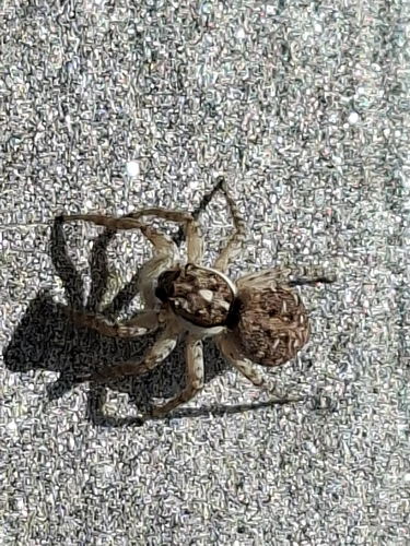 Half-edged Wall Jumping Spider