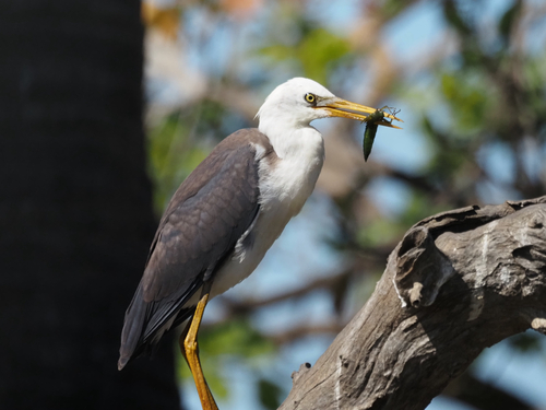 Pied Heron