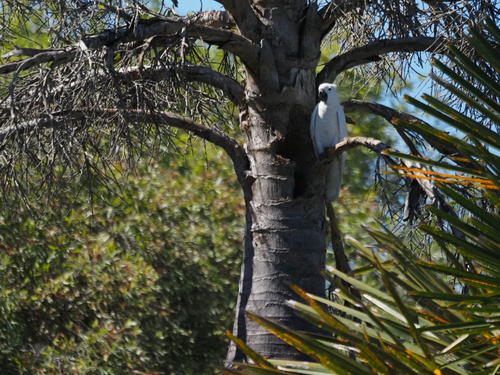 Sulphur-crested Cockatoo