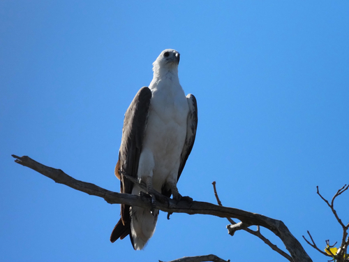 White-bellied Sea-Eagle