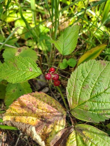 Stone Bramble