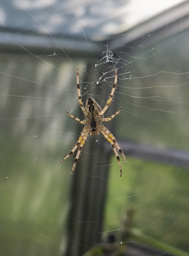 Cross Orbweaver