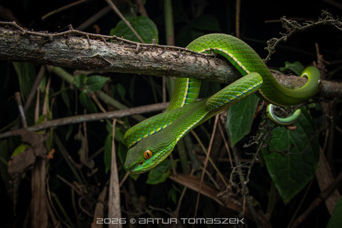 White-lipped Pit Viper