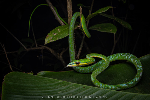 Red-eyed Vine Snake