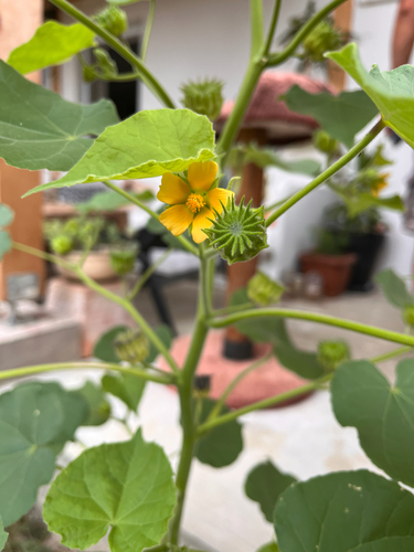 velvetleaf