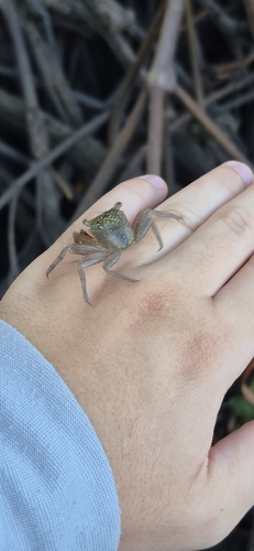Mangrove Tree Crab