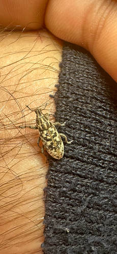 Cyphocleonus dealbatus