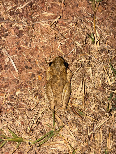Western Laughing Tree Frog
