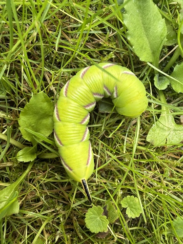 Privet Hawkmoth