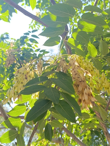 tree-of-heaven