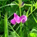 Fabeae - Photo (c) Thomas Shellenberger, כל הזכויות שמורות, הועלה על ידי Thomas Shellenberger