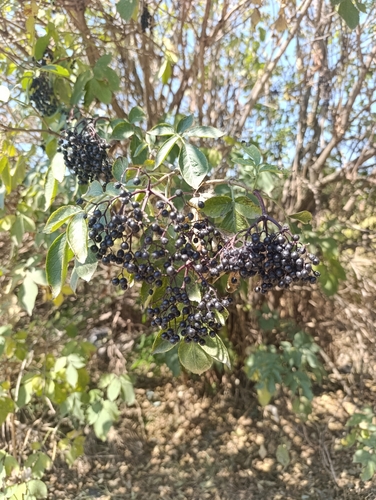 European black elderberry