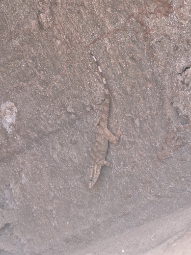 Morocco Wall Gecko