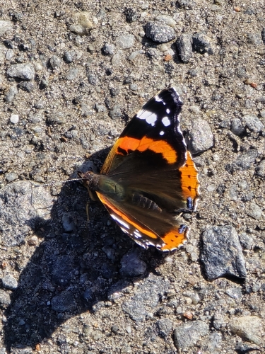 Red Admiral