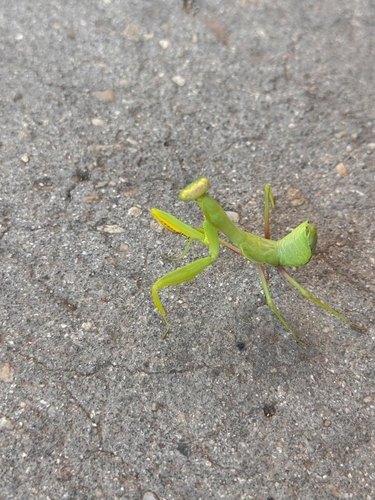 Transcaucasian Giant Mantis