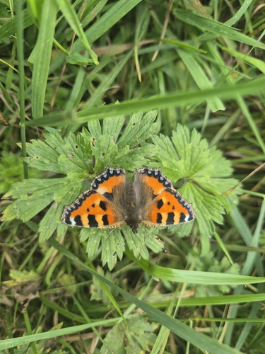 Small Tortoiseshell