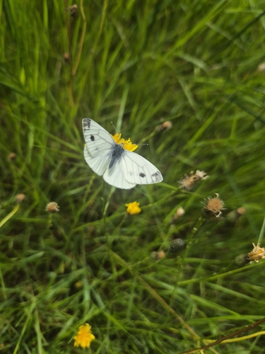Green-veined White