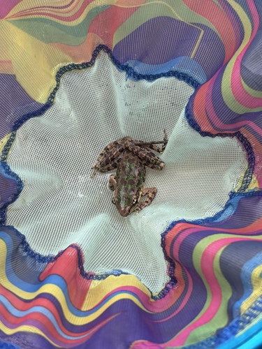 Tianmu Sharp-nosed Frog