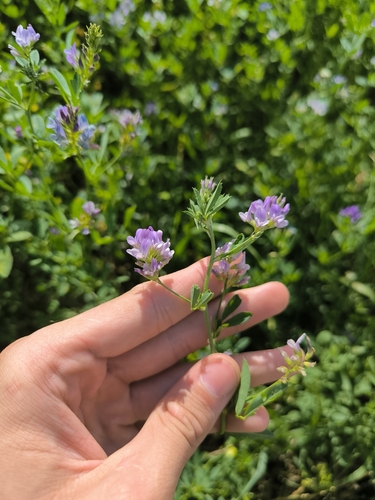 Alfalfa