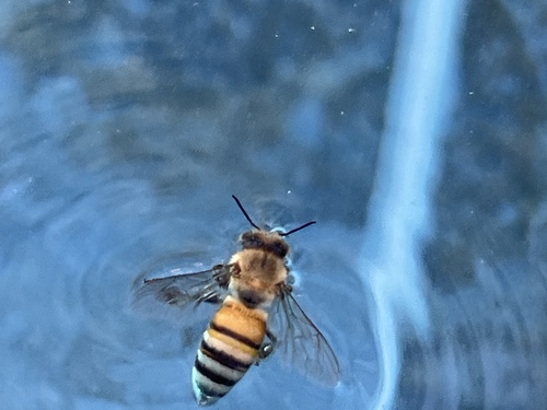 Western Honey Bee