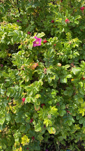 rugosa rose