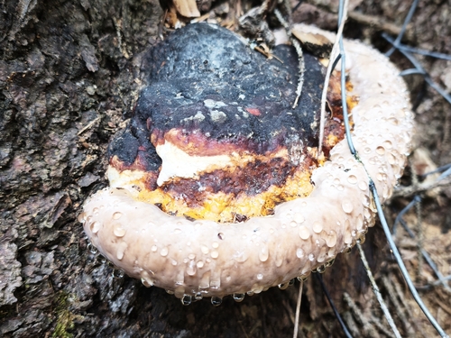 Red-banded Polypore