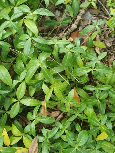 lesser periwinkle