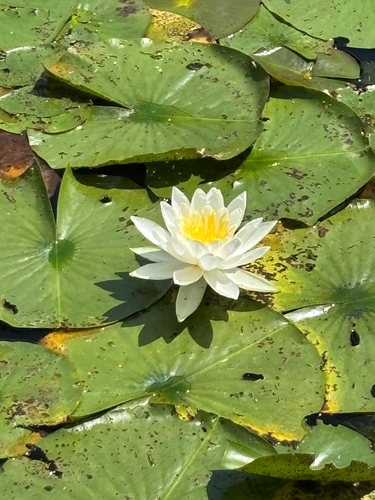 iNaturalist observation photo of American white waterlily