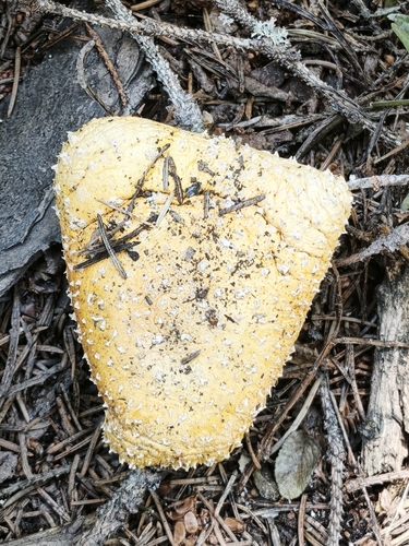 Fly Agaric