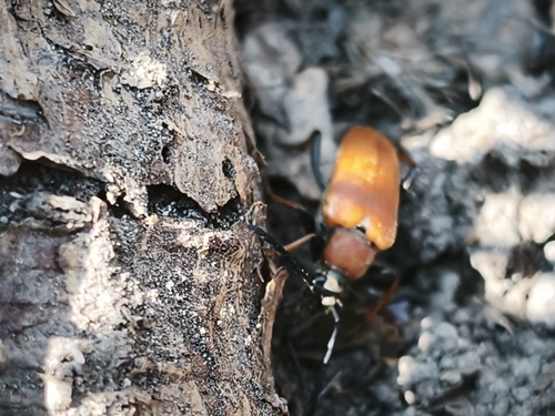 Red Pine Longhorn Beetle