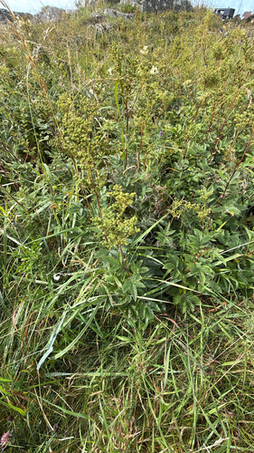 Meadowsweet