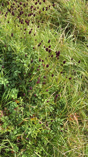Great burnet