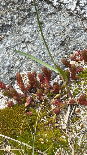 Biting Stonecrop