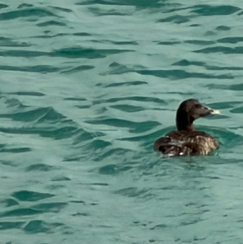 Common Eider