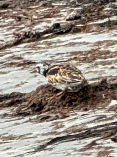 Ruddy Turnstone